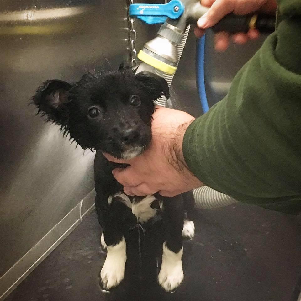 Victoria Ave Car & Pet Wash | 1200 Cranbrook St N, Cranbrook, BC V1C 4H8, Canada | Phone: (250) 417-1619