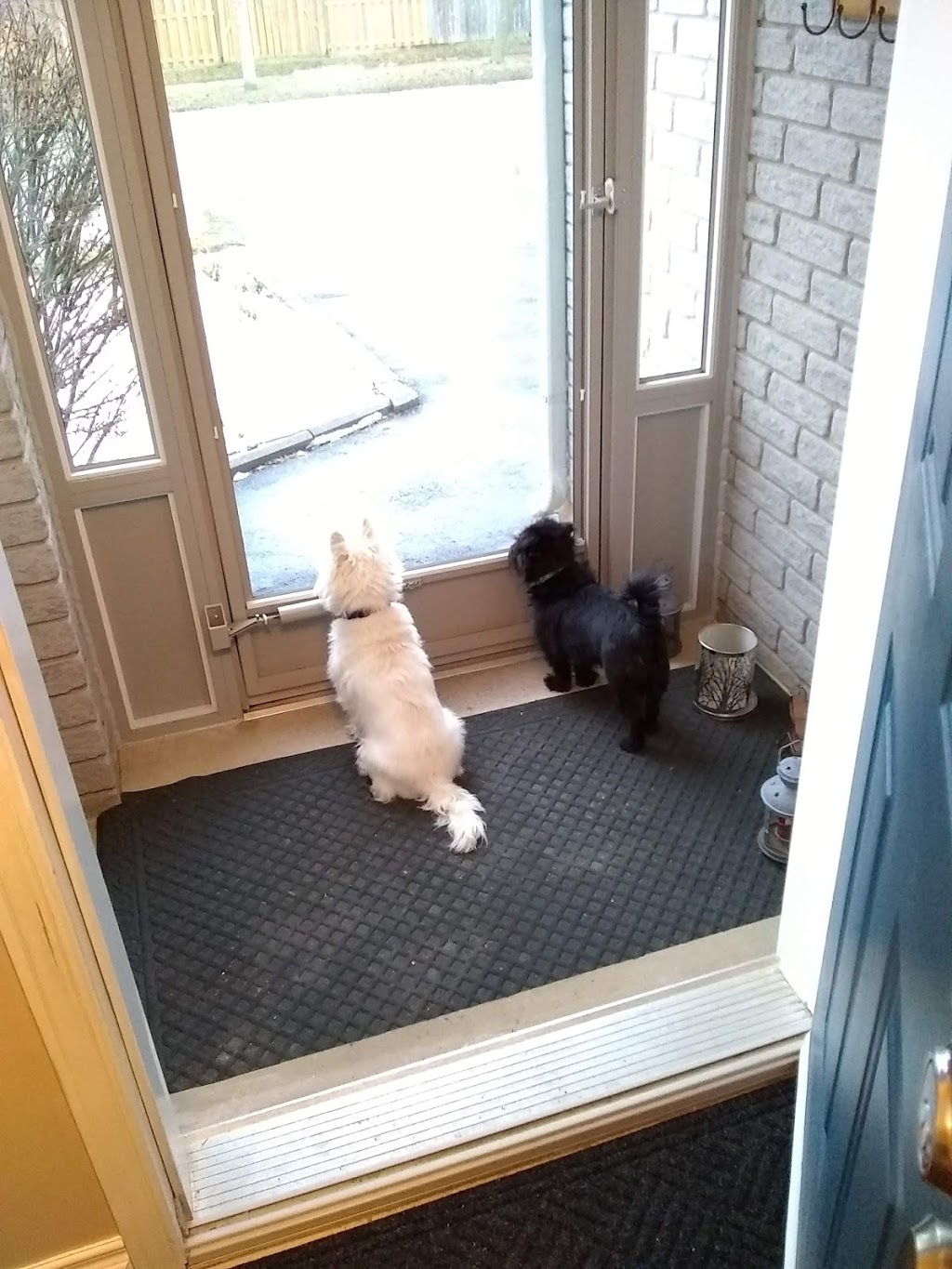 Brantford Pet Sitter | 25 Killarney St, Brantford, ON N3T 6L4, Canada | Phone: (647) 606-3647