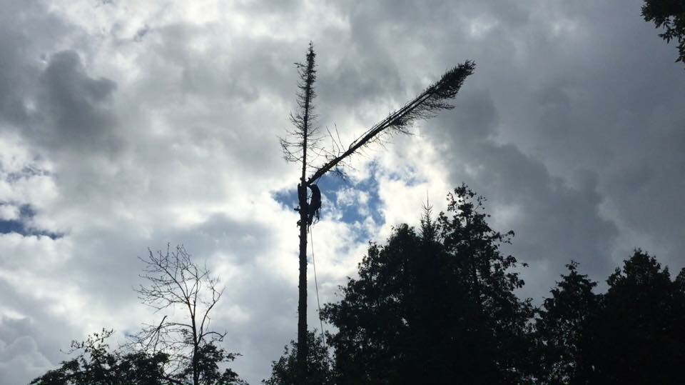 Grey Bruce Tree Workers | 11 Cameron St, Tiverton, ON N0G 2T0, Canada | Phone: (800) 561-7629