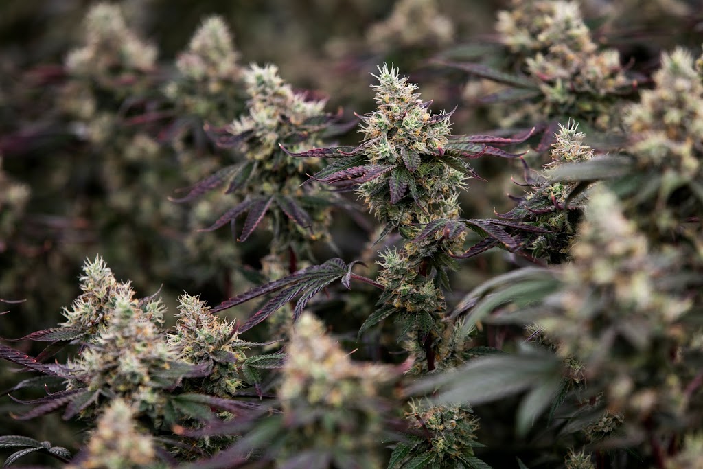 Coast Mountain Cannabis | 7339 Old Mill Rd, Pemberton, BC V0N 2L0, Canada | Phone: (604) 894-9494