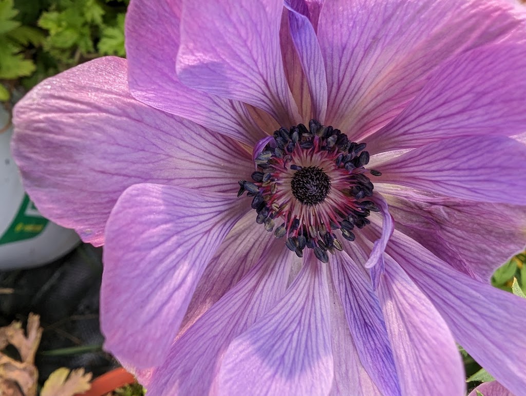 Les jardins du ruisseau sud | 2621 Rang du Ruisseau S, Saint-Ours, QC J0G 1P0, Canada | Phone: (450) 730-7932