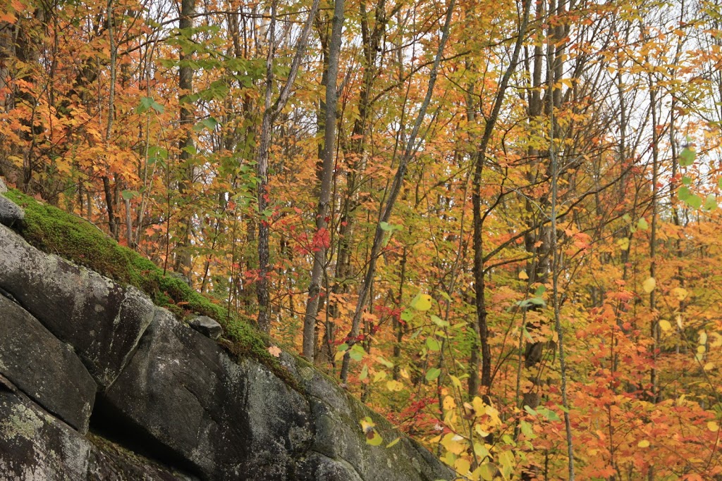 DJ Cottages | 104 Longs Lake Rd, Utterson, ON P0B 1M0, Canada | Phone: (416) 567-6538