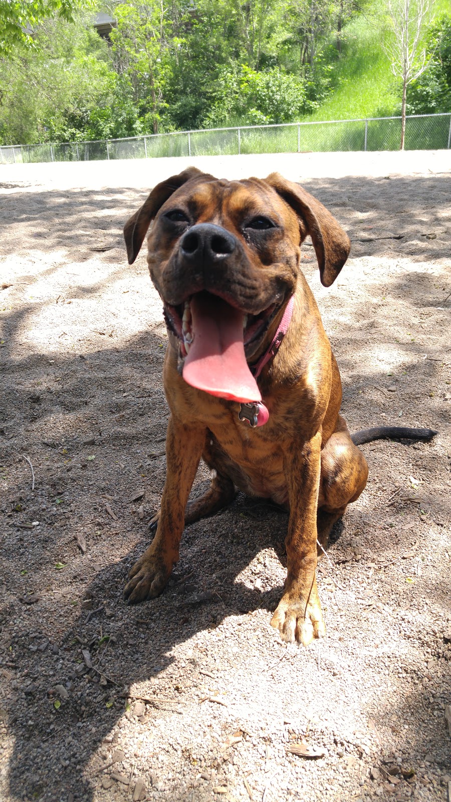 Rail Trail Dog Park | 2R7, Escarpment Rail Trail, Hamilton, ON L8N 2R7, Canada