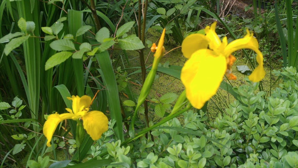 The Daisy Farm | Metchosin, BC V9C 4C1, Canada | Phone: (250) 385-0053