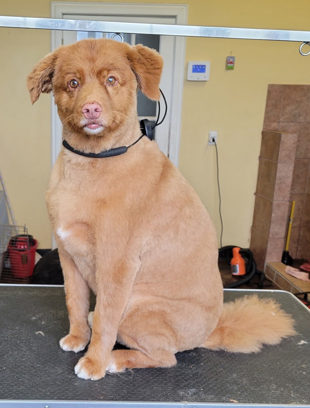 Happy Paws Grooming Shop | 12075 NS-224, Middle Musquodoboit, NS B0N 1X0, Canada | Phone: (902) 957-2418