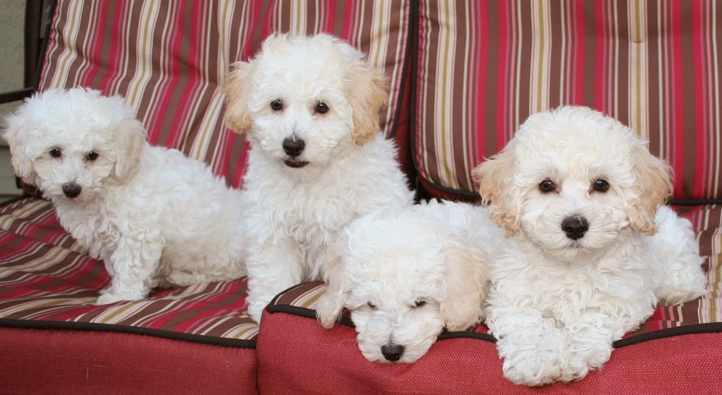 Apollo Animal Hospital | 17525 56 Ave, Surrey, BC V3S 1C4, Canada | Phone: (604) 372-4411