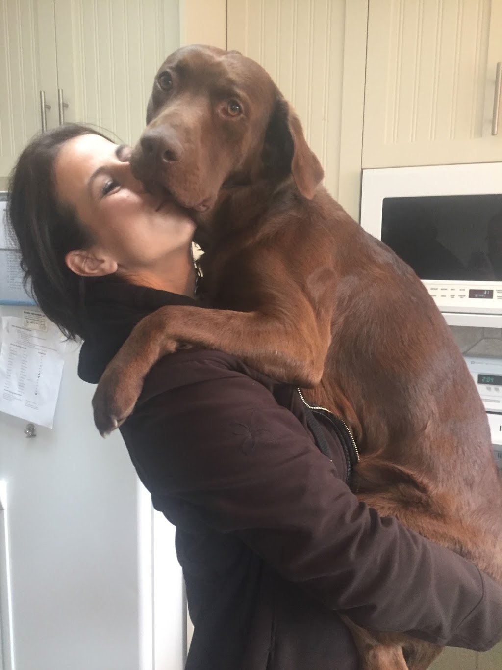 Rutland Pet Hospital - Kelowna Vet Clinic | 595 Houghton Rd, Kelowna, BC V1X 6E9, Canada | Phone: (250) 765-2916