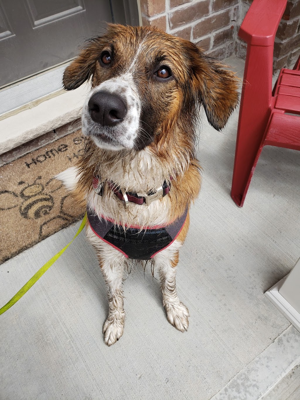 Treetops Dog Walking | 77 Willoughby Way N, Alliston, ON L9R 0P4, Canada | Phone: (437) 344-6556