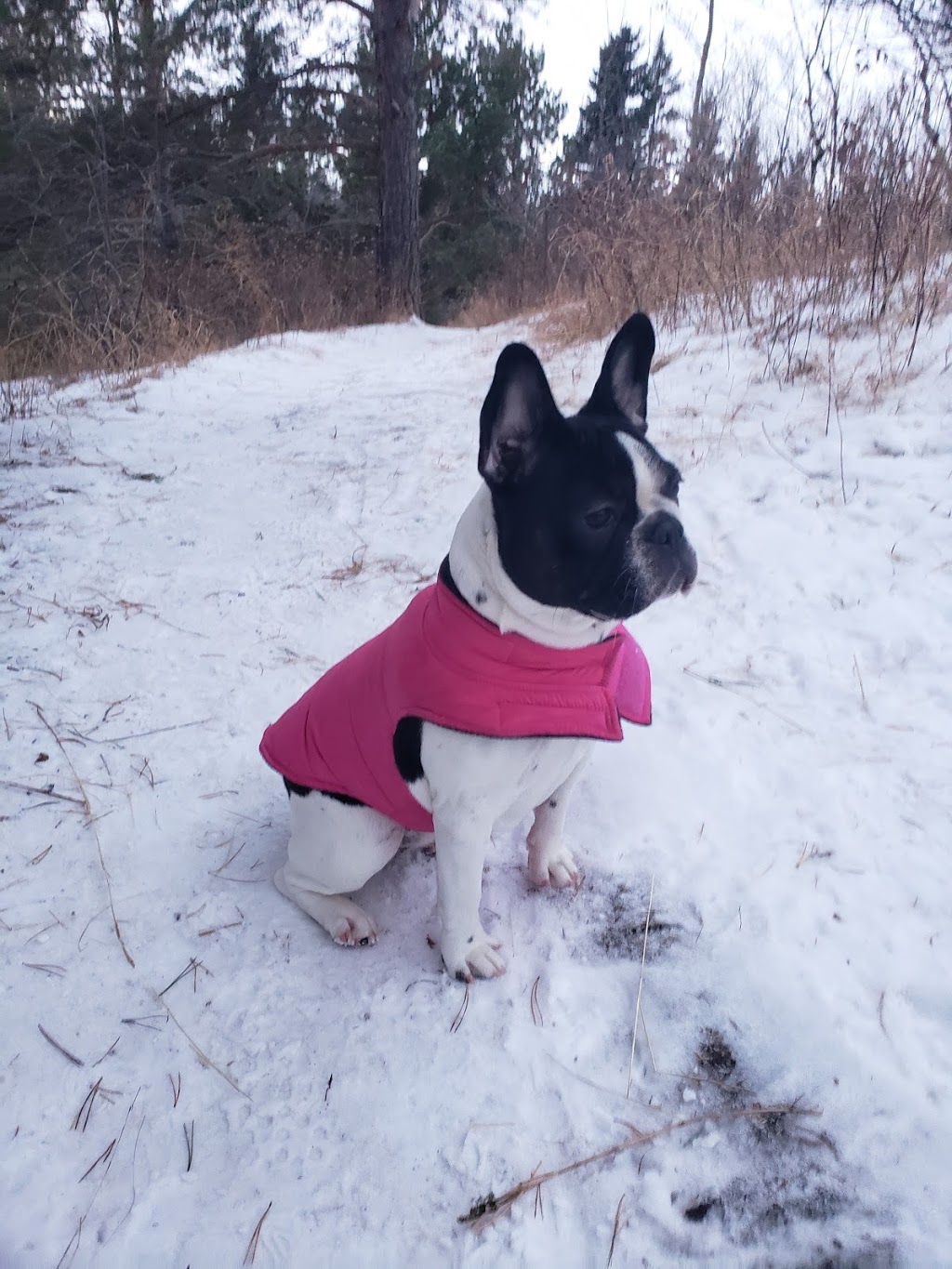 Beck Veterinary Clinic Ltd | 5848 111 St NW, Edmonton, AB T6H 3G1, Canada | Phone: (780) 432-7402