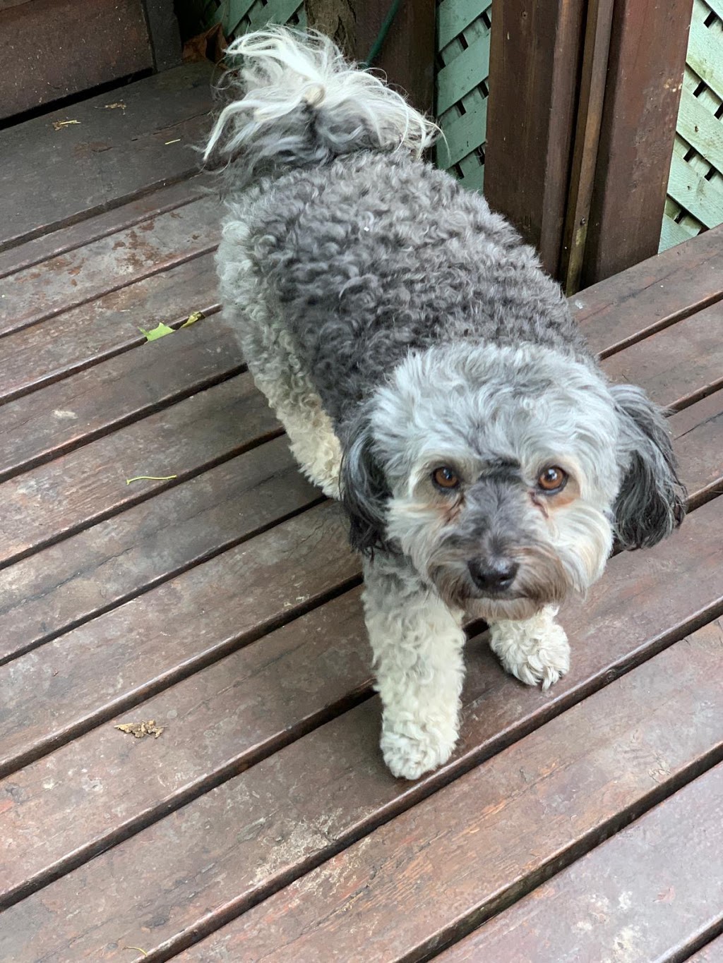 Oppawtunity Walks & Pet Sitting | 625 The West Mall, Etobicoke, ON M9C 4W9, Canada | Phone: (416) 997-7772