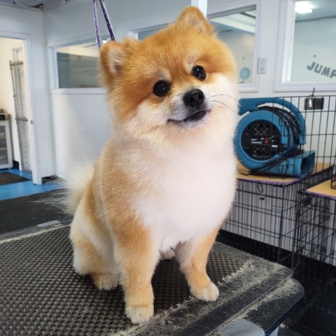 Hounds Like Fun!!! | 759 Northmount Dr NW, Calgary, AB T2L 0A1, Canada | Phone: (403) 289-2208