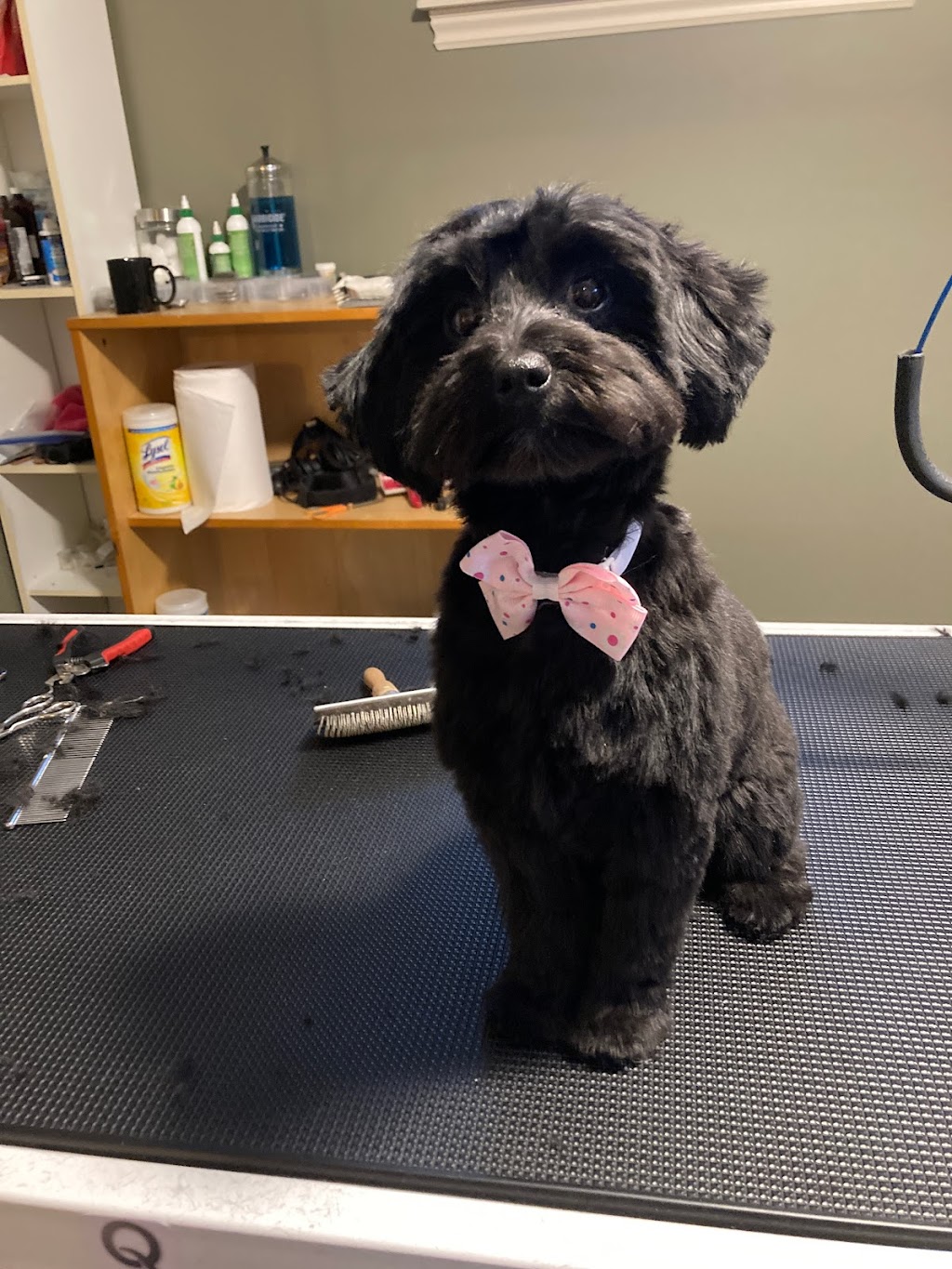 Barktouche Dog Grooming & Boarding | 227 Irving Blvd, Bouctouche, NB E4S 3K5, Canada | Phone: (506) 926-0028