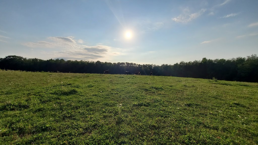 Saorsa Equestrian Centre | 1575 Middle Dyke Rd, Centreville, NS B0P 1J0, Canada | Phone: (902) 698-2500