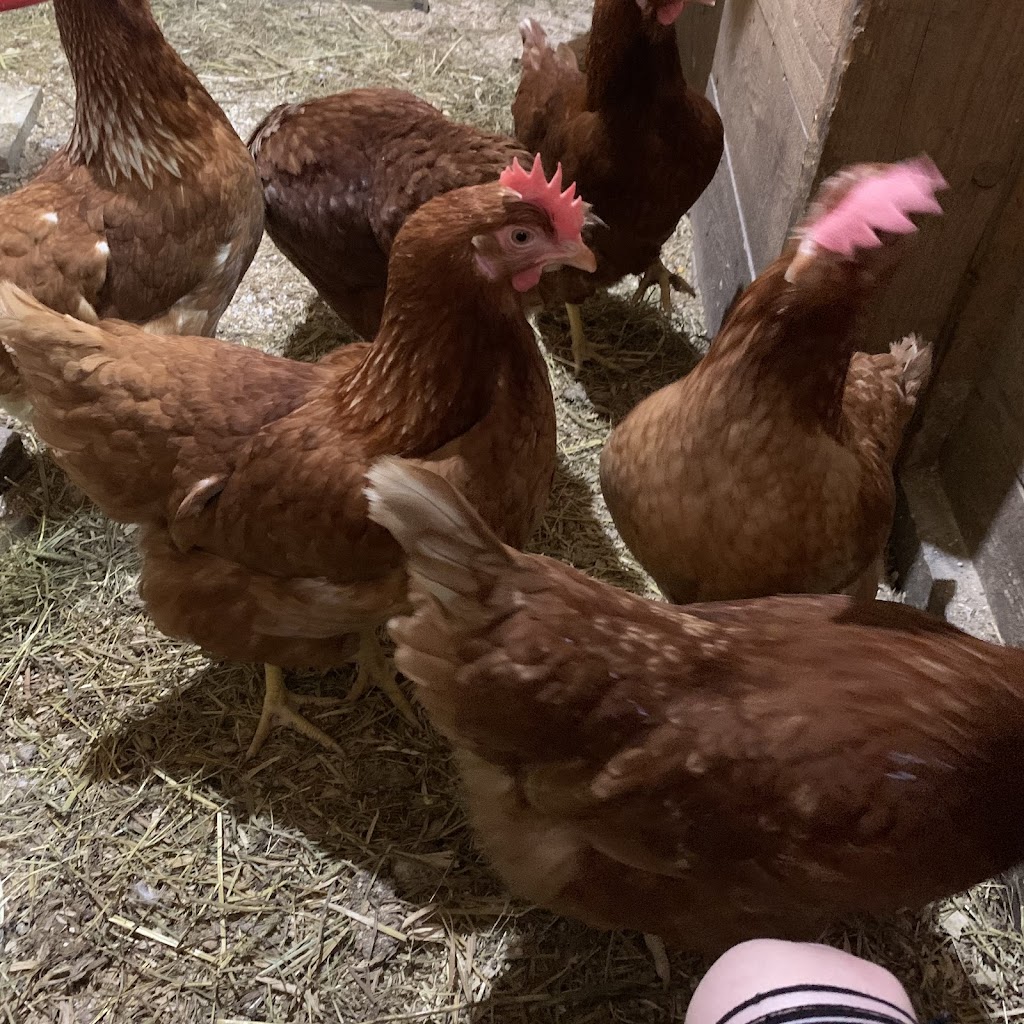 Les poules brunes | 369 QC-116, Cleveland, QC J0B 2H0, Canada | Phone: (450) 204-1323