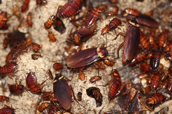 Natural Pest Solutions | 8360 153a St, Surrey, BC V3S 8P9, Canada | Phone: (604) 262-2823