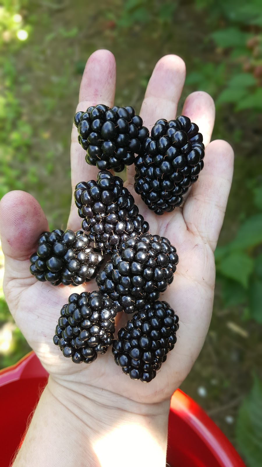 Bumbleberry Farms | 31580 Huntingdon Rd, Abbotsford, BC V2T 6B8, Canada | Phone: (604) 835-3416