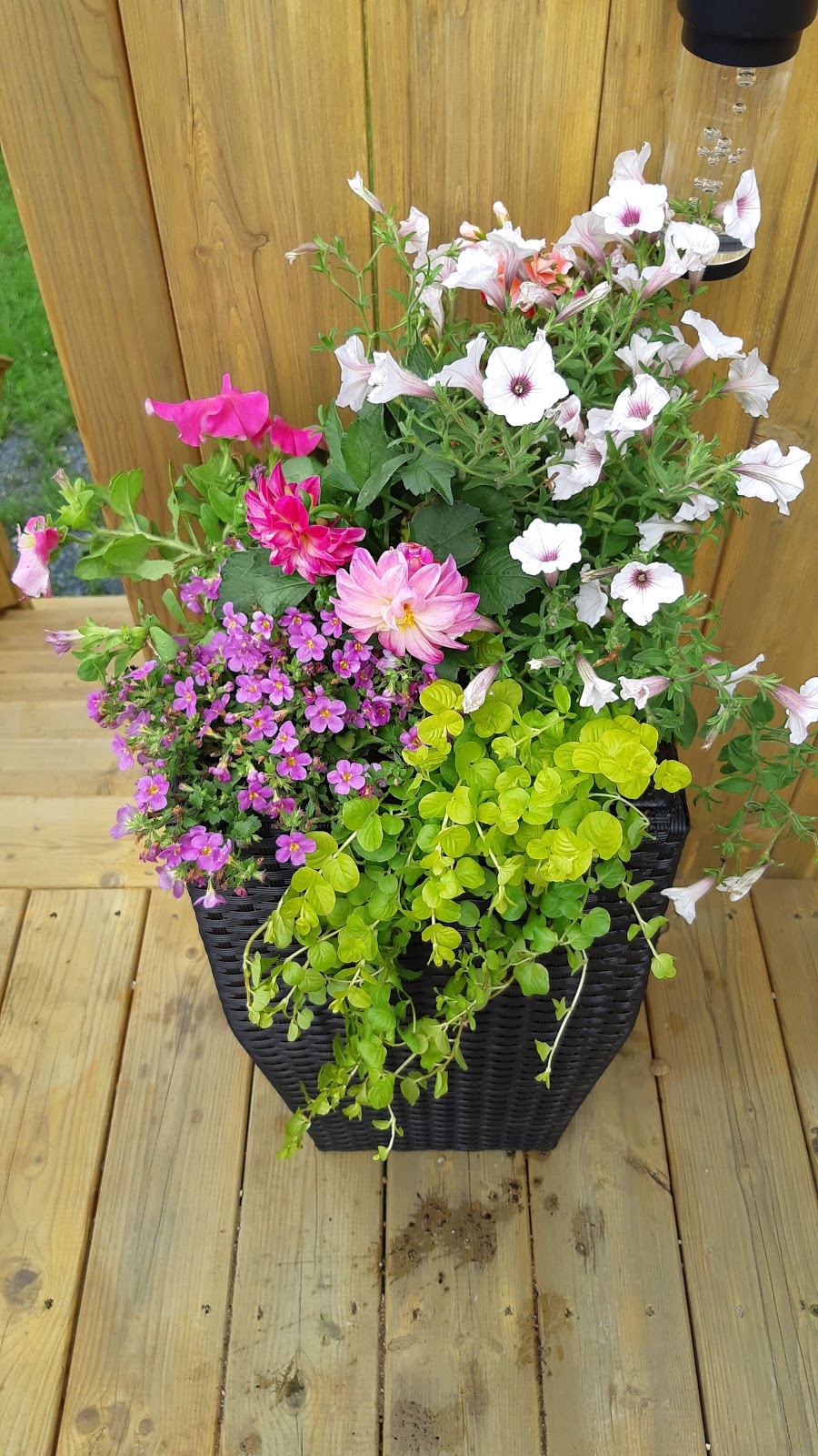 Bickerstaffe Nurseries & Gardens | 131 Witch Hazel Rd, Portugal Cove-St. Philips, NL A1M 3N3, Canada | Phone: (709) 895-3701