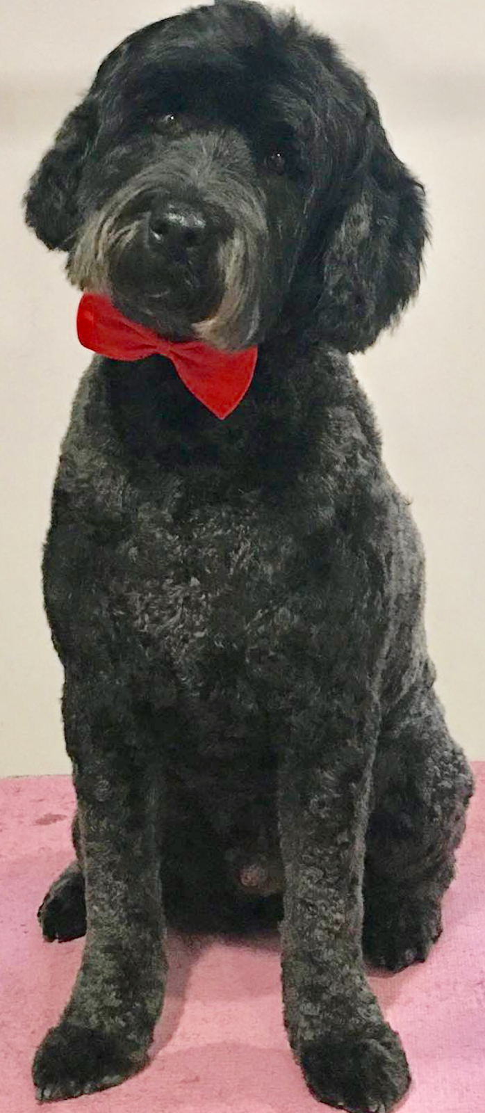 Goodfellow Pet Services | 8997 96 Ave, Fort Saskatchewan, AB T8L 1E3, Canada | Phone: (780) 910-4182