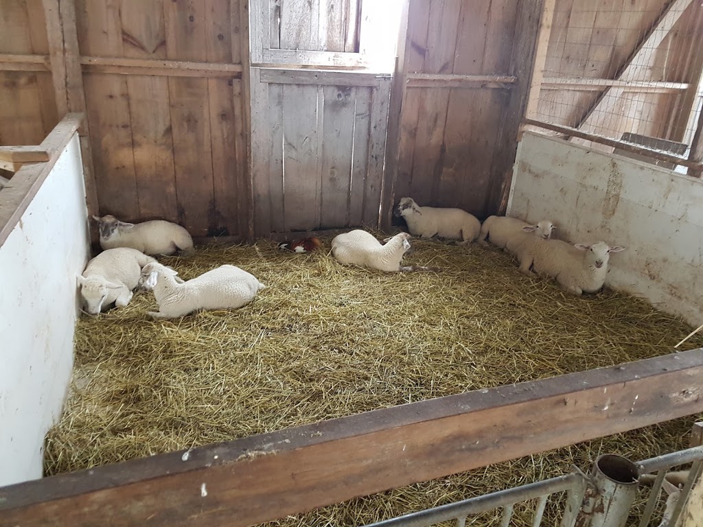 Mapletons Organic Dairy | 8548 Wellington St N, Moorefield, ON N0G 2K0, Canada | Phone: (519) 638-1115