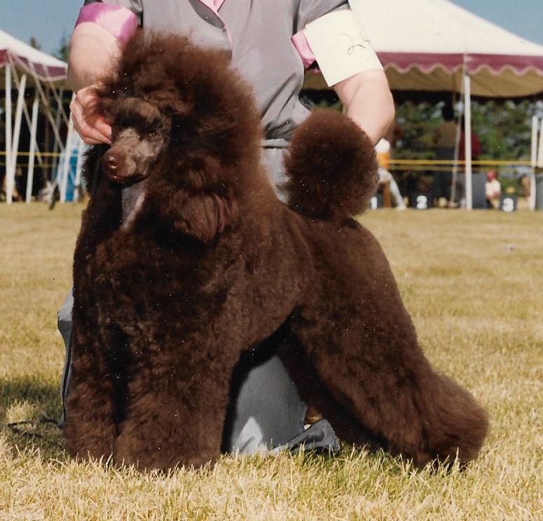 Keidun Dog Grooming | 22501 Wye Rd, Sherwood Park, AB T8C 1H9, Canada | Phone: (780) 467-2068