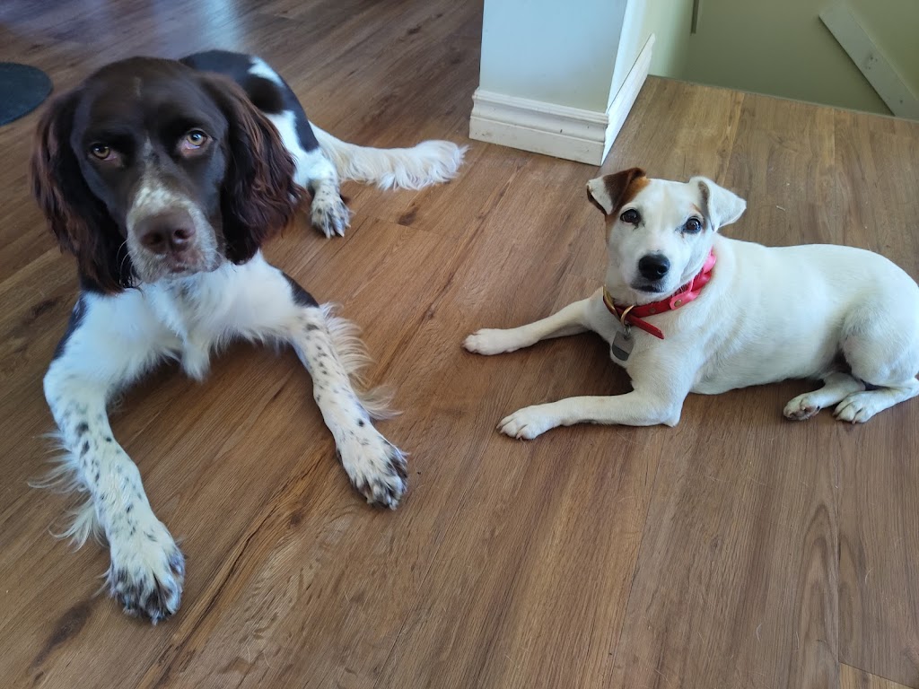 Pension canine Isabelle Bergeron (éducatrice canine) | 785 QC-202, Noyan, QC J0J 1B0, Canada | Phone: (514) 791-2794