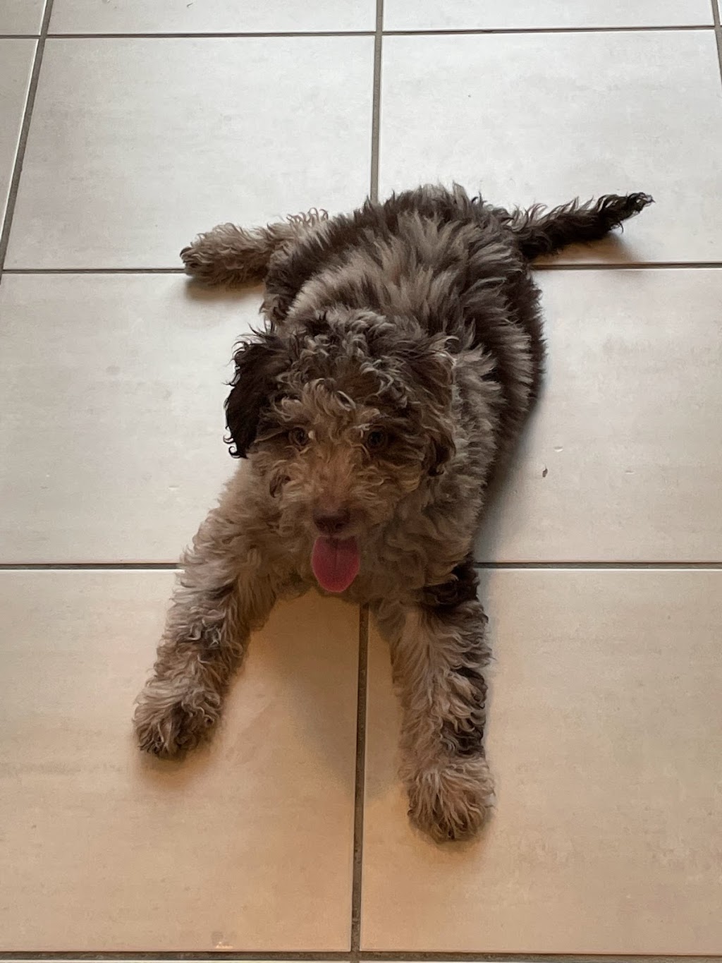 Rawbone Pet Food Co Ltd | 3070 Norland Ave #105, Burnaby, BC V5B 3A6, Canada | Phone: (778) 855-4534
