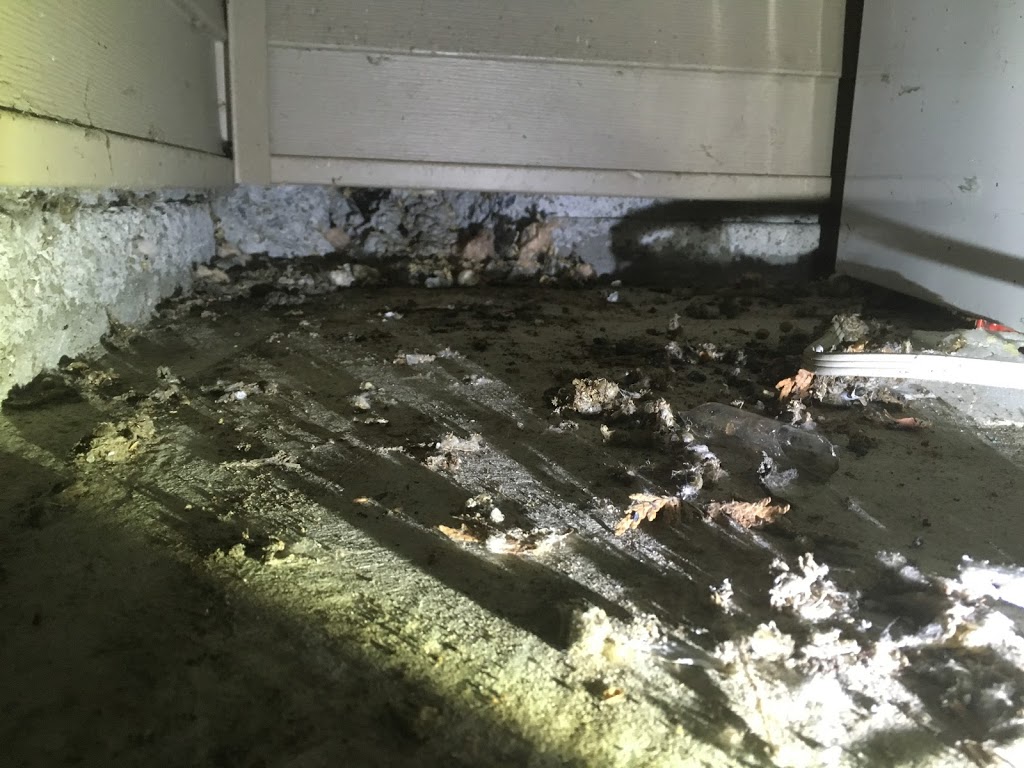 South Fraser Pest Solutions | 14877 58 Ave #81, Surrey, BC V3S 8Y9, Canada | Phone: (604) 716-2049