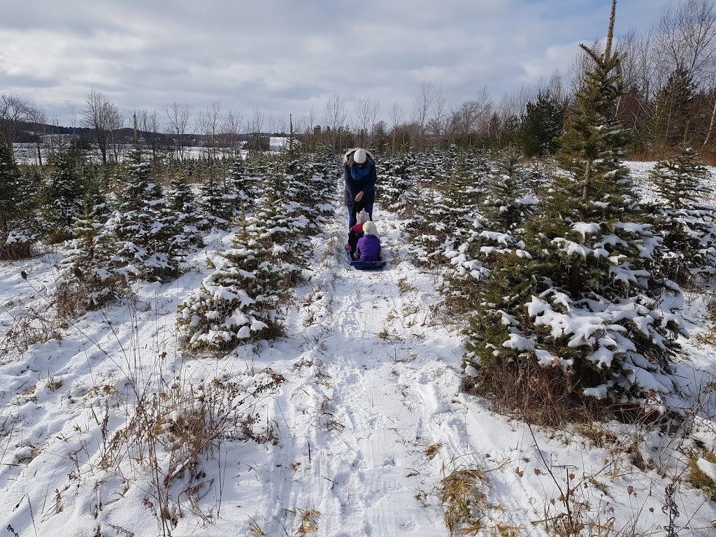 Kroes Christmas Tree Farm | 1903 Perth Line 43, Perth East, ON N3H 3Z5, Canada | Phone: (519) 276-7034