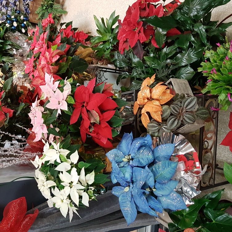 Dessureault Fleuriste Inc | 931 Boulevard de Périgny, Chambly, QC J3L 5H5, Canada | Phone: (450) 658-6324