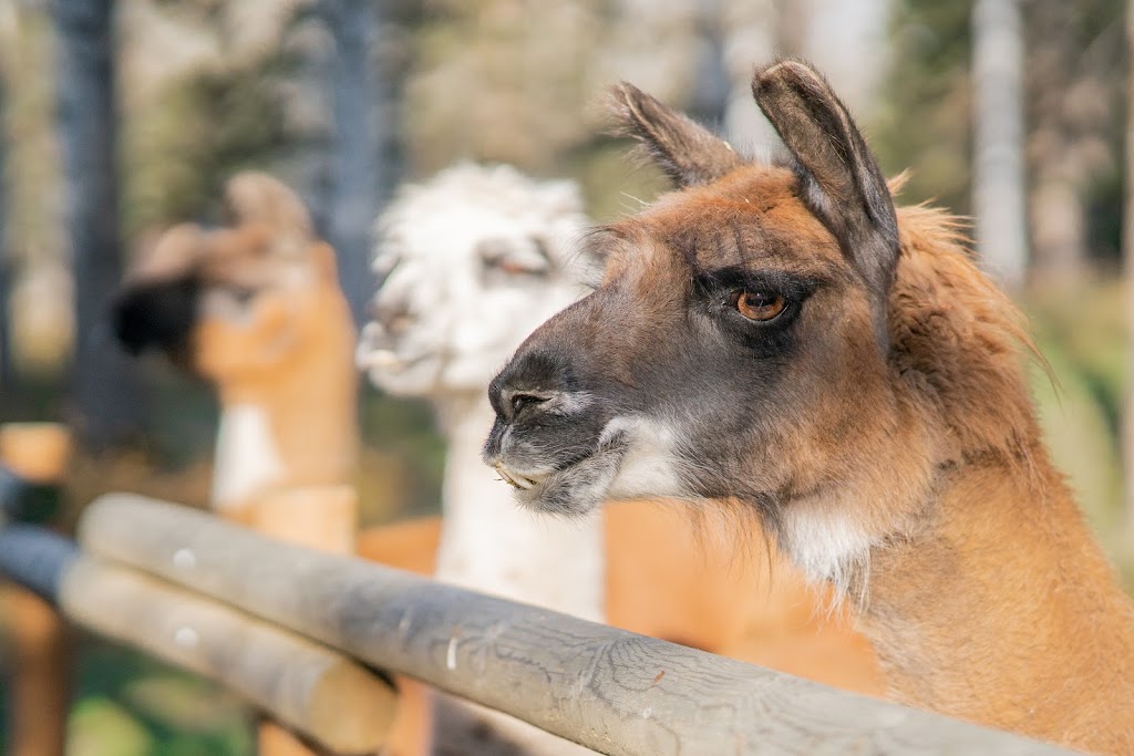 Secret Sanctuary Retreat | 463049, Range Road 22, Westerose, AB T0C 2V0, Canada | Phone: (519) 330-8477