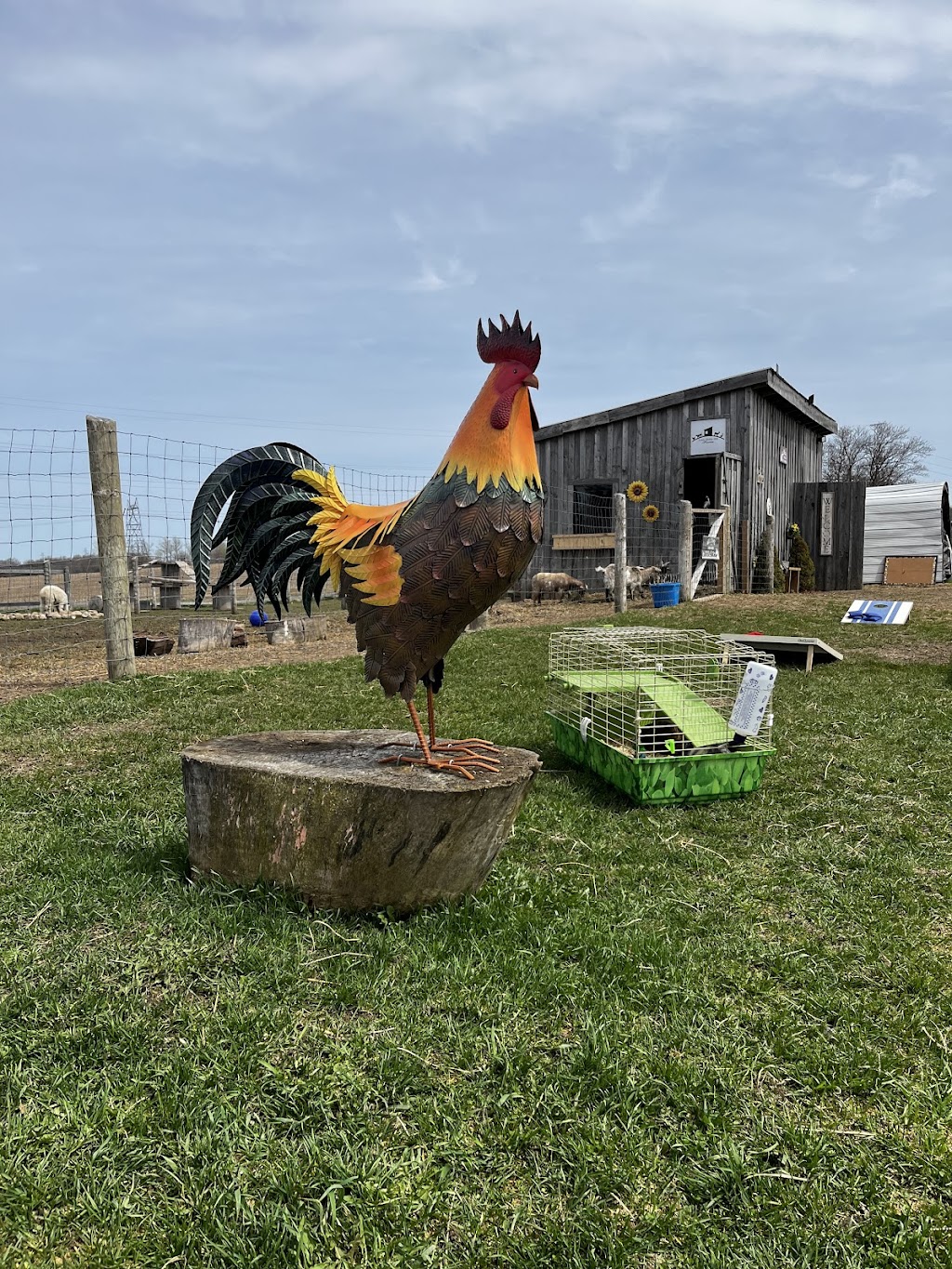 Little Hobby Hill Farm | 333624 Plank Line, Salford, ON N0J 1W0, Canada | Phone: (519) 532-0139