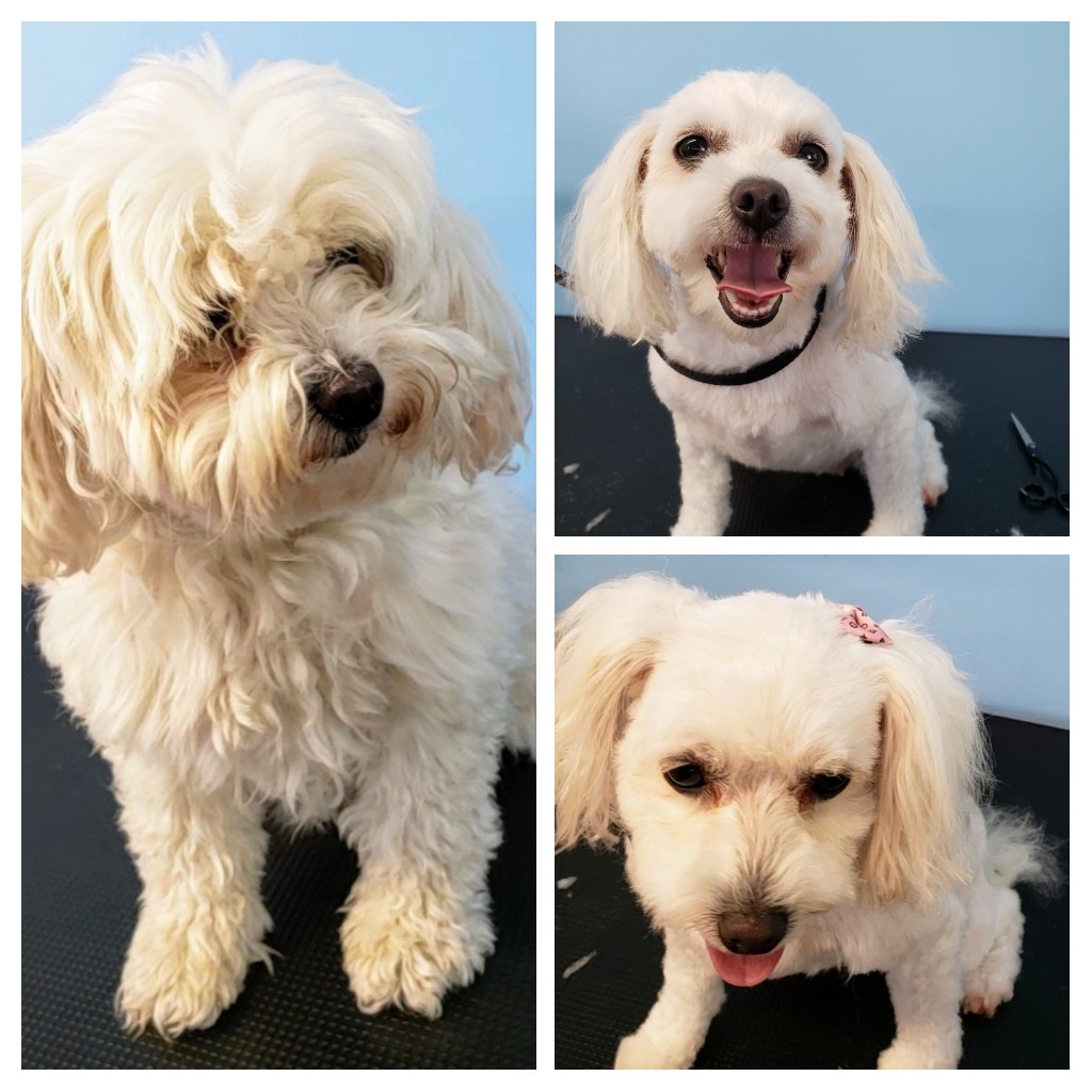 Stinky K9 Spa | 10221 Wilson St, Triple Creek Estates, Park Crescent Unit 70, Mission, BC V4S 1L8, Canada | Phone: (604) 764-5707