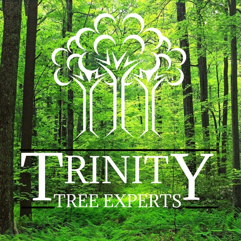 Trinity Tree Experts | 127 Ibbotson Close, Red Deer, AB T4R 0C4, Canada | Phone: (403) 667-5750