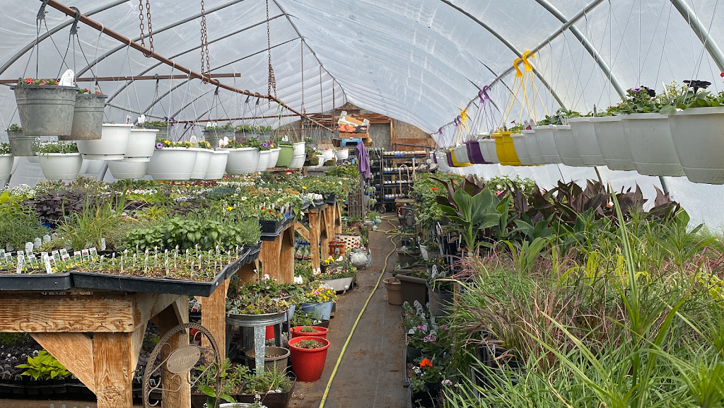 Big Muddy Greenhouse | Castle butte, Bengough, SK S0C 0K0, Canada | Phone: (306) 268-2627