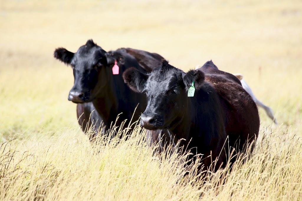 Box H Farm | SW 5-3-18 W2nd, Gladmar, SK S0C 1A0, Canada | Phone: (306) 815-7191