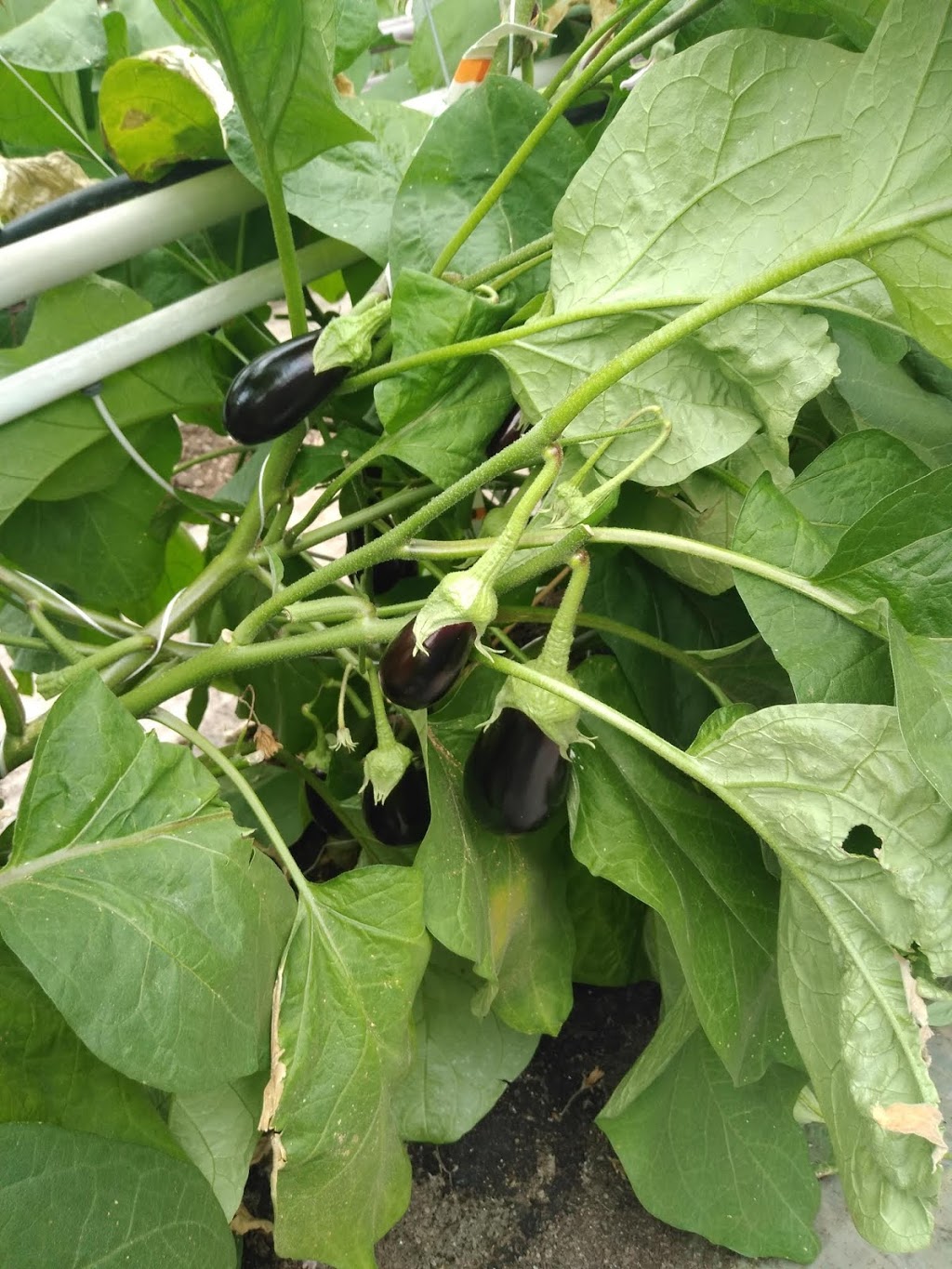 Great Lakes Greenhouses Inc | 834 Mersea Road 4, Leamington, ON N8H 3V6, Canada | Phone: (519) 326-7589