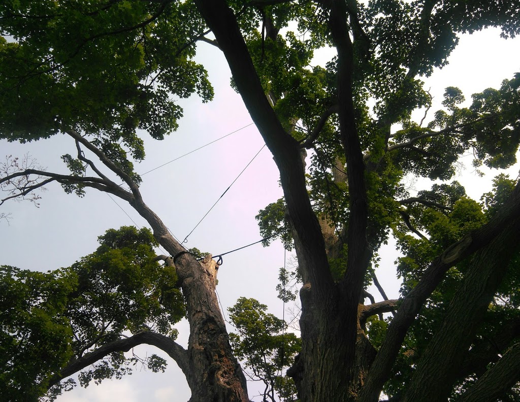 Comfort Maple Conservation Area | 640 Metler Rd, Fenwick, ON L0S 1C0, Canada | Phone: (905) 788-3135