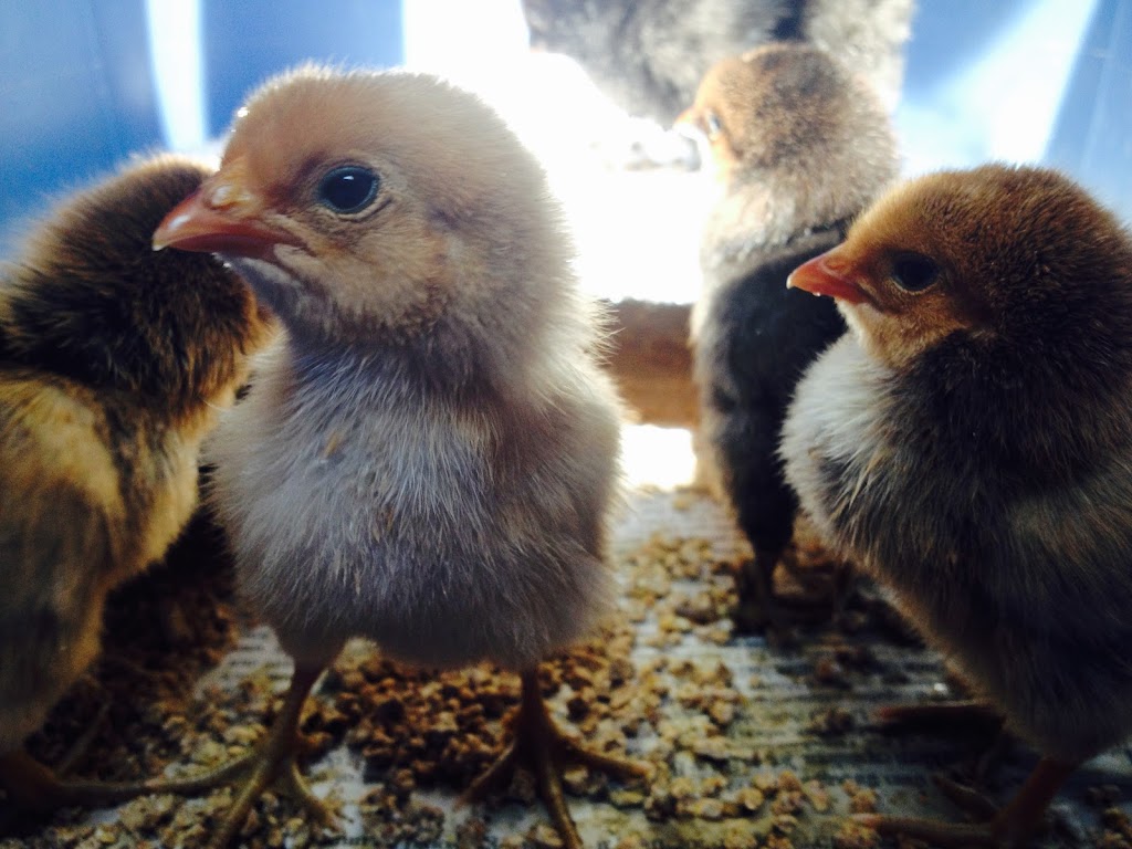 Jolicure Farm | 431 Jolicure Rd, Jolicure, NB E4L 2S3, Canada | Phone: (506) 588-3276