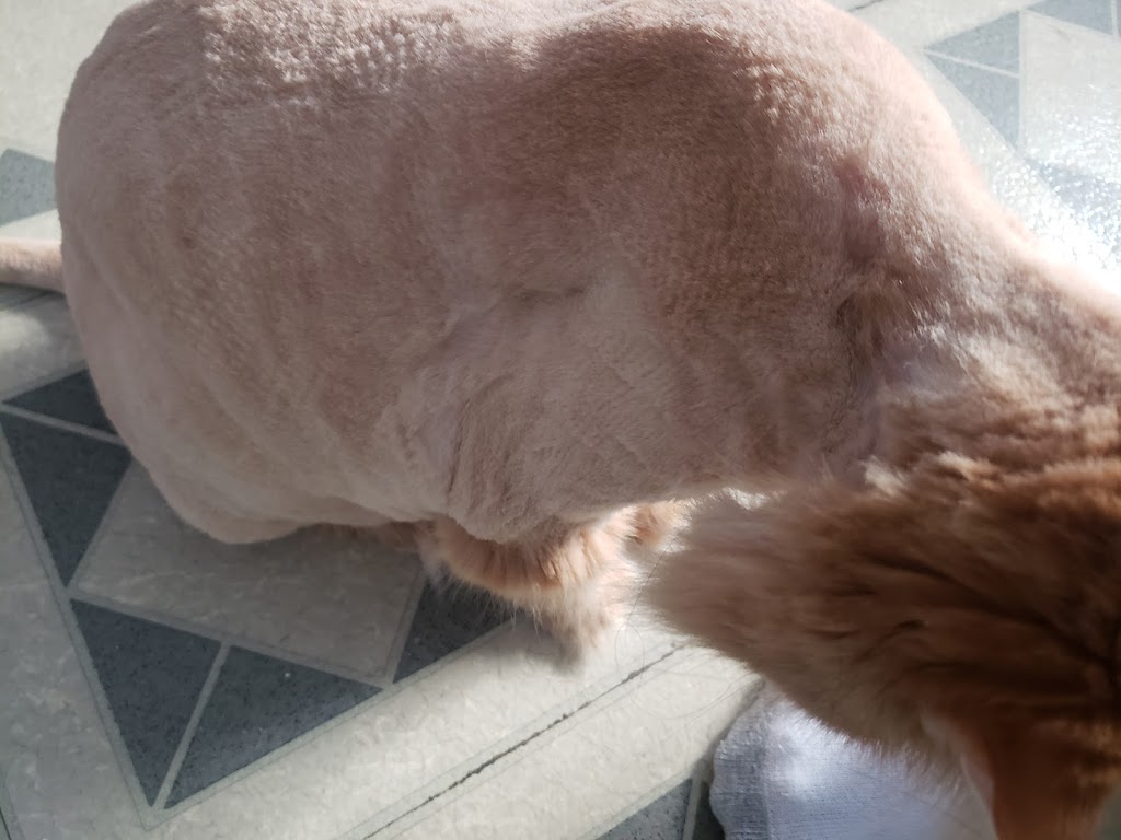 Chic Canin | 3758 Boul Henri-Bourassa E, Montréal-Nord, QC H1H 1K2, Canada | Phone: (514) 322-6572