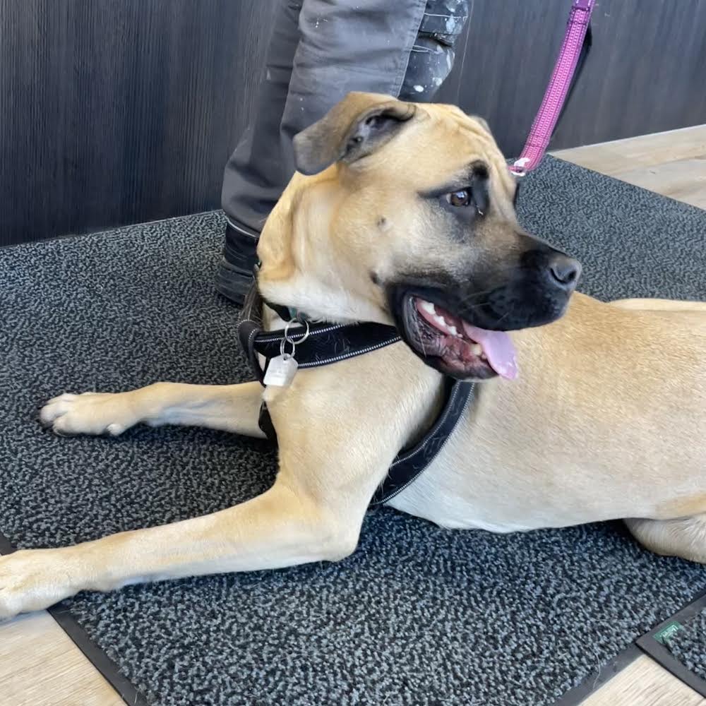 VCA Canada Marlborough Animal Hospital | 1440 52 St NE #186, Calgary, AB T2A 4T8, Canada | Phone: (403) 273-4664