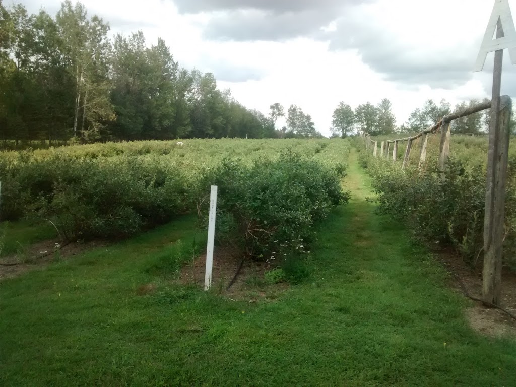 Bleuetière Bec Bleu | 4510 Chemin Orr, Cookshire-Eaton, QC J0B 1M0, Canada | Phone: (819) 861-2538