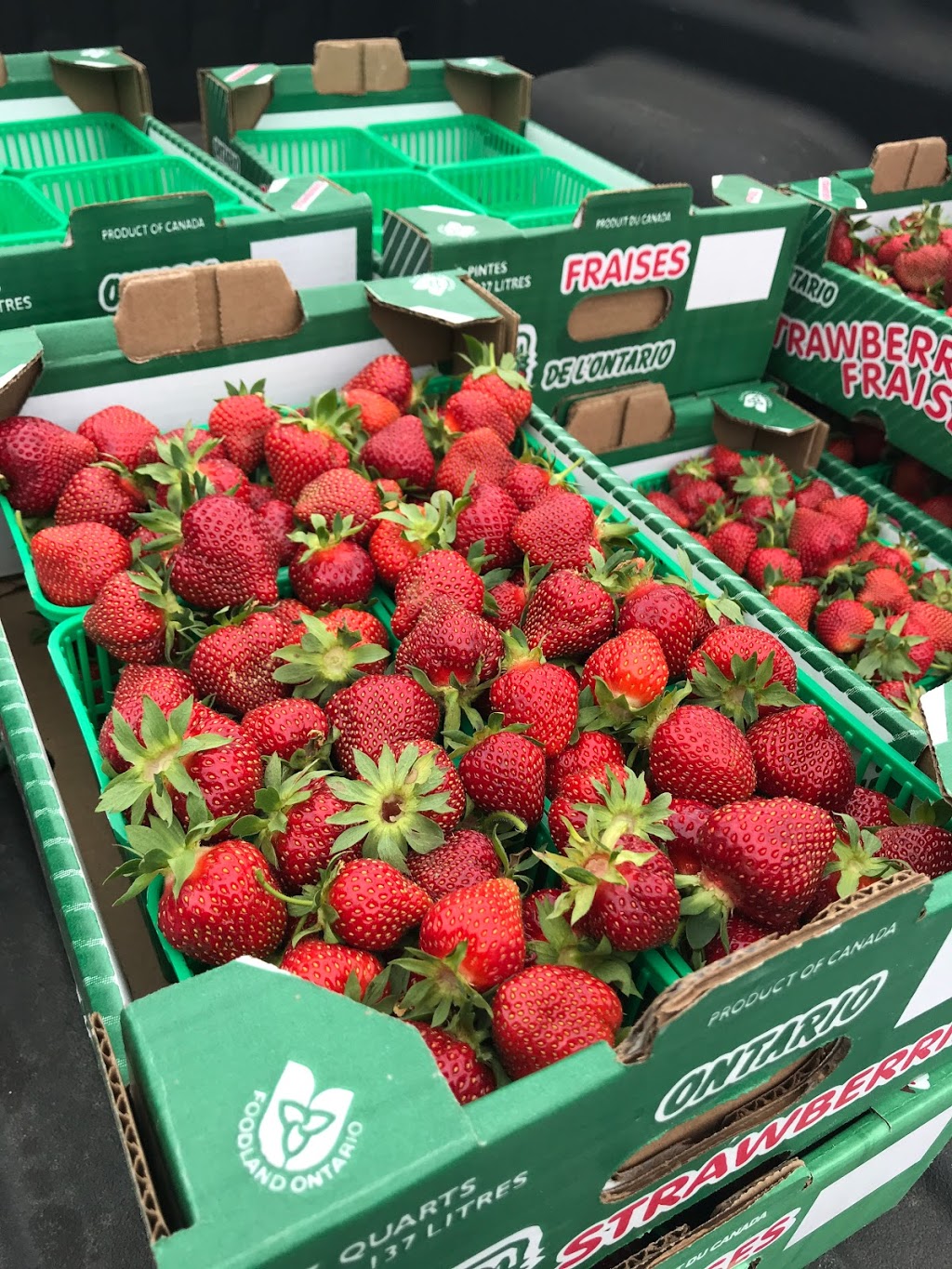 Coulson Ridge Farm | 82 Horseshoe Valley Rd E, Oro Station, ON L0L 2E0, Canada | Phone: (705) 326-9922