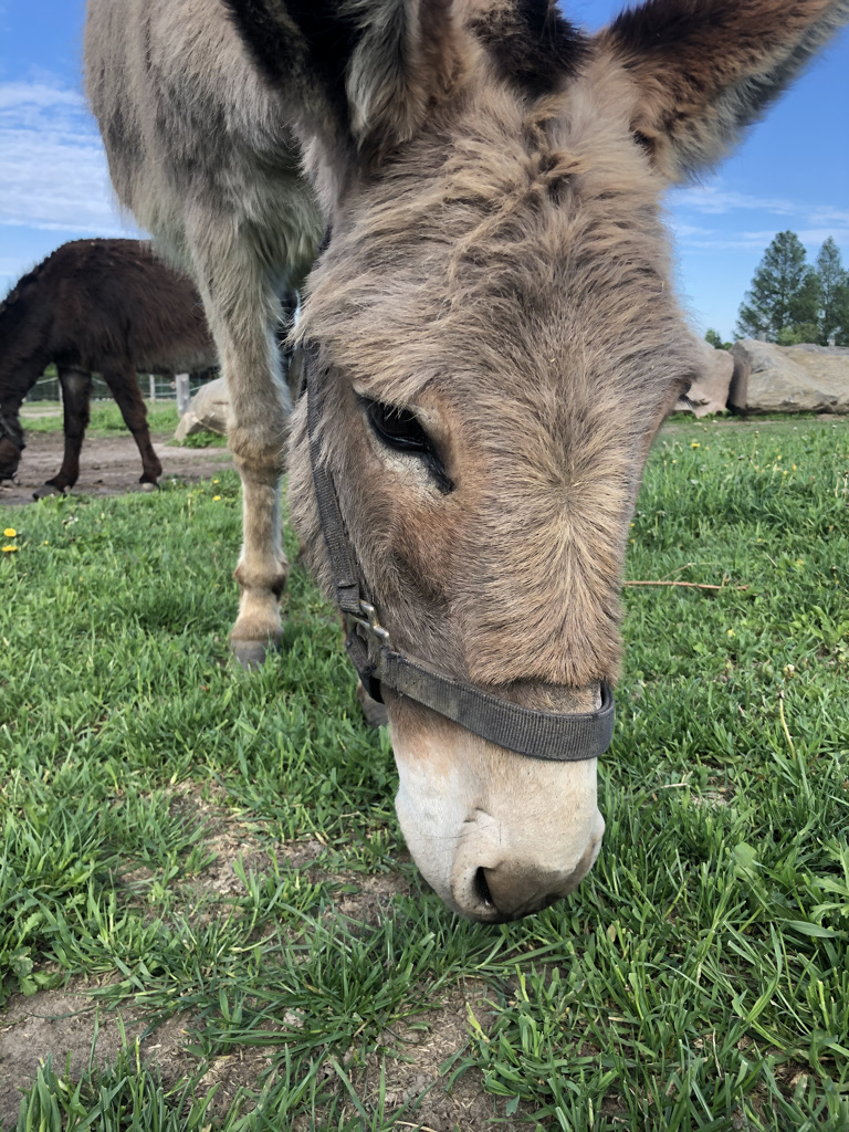 Shakell Farms | 4274 Penetanguishene Rd, Hillsdale, ON L0L 1V0, Canada | Phone: (705) 828-0524