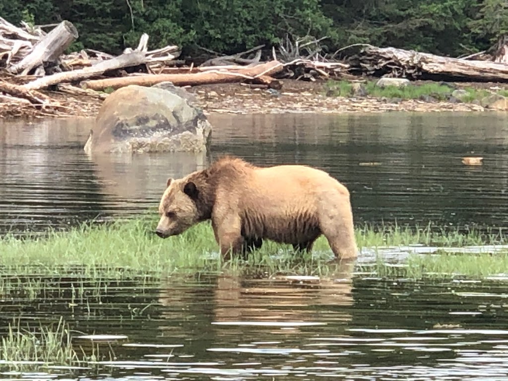 Knight Inlet Grizzly Bear viewing | The Coastal Waters of Southeast Alaska and, Mount Waddington A, BC, Canada | Phone: (250) 337-1953