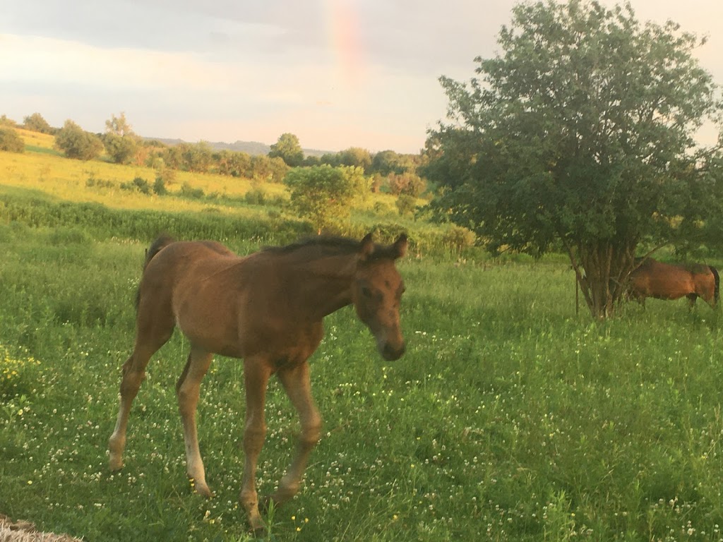 Harmony Farm Rice Lake | 245 Hannah Rd, Bailieboro, ON K0L 1B0, Canada | Phone: (705) 957-1678