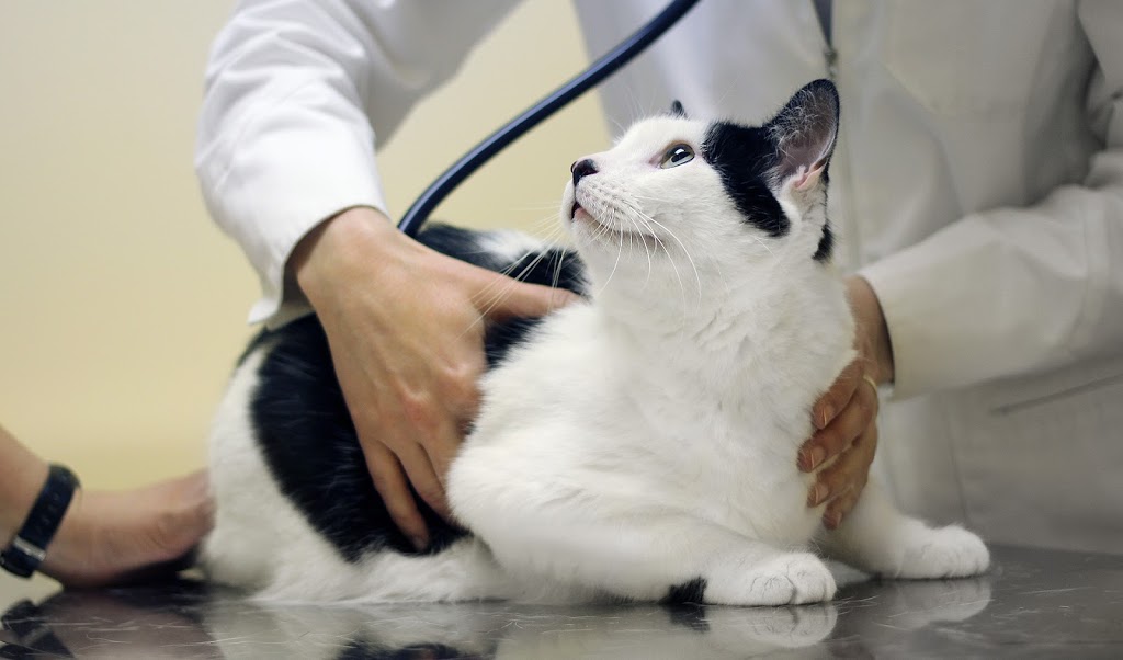 Centrepointe Animal Hospital | 261 Centrepointe Dr, Nepean, ON K2G 6E8, Canada | Phone: (613) 226-6789