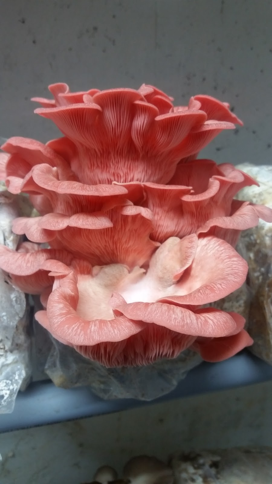 MUSHROOM PLACE NIAGARA | 13210 Crowland Ave, Niagara Falls, ON L3B 5N4, Canada | Phone: (905) 719-6885