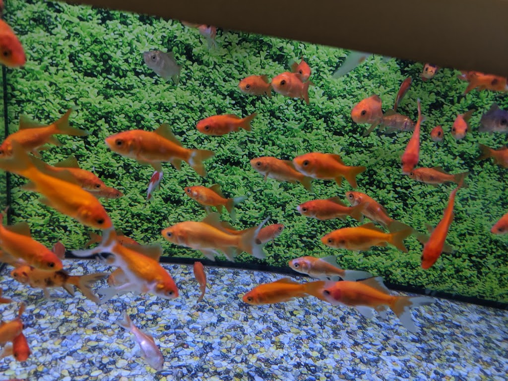 PetSmart | 240 Leighland Ave Suite M7, Oakville, ON L6H 3H6, Canada | Phone: (905) 845-7518