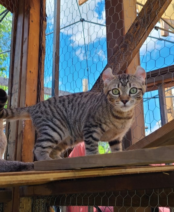 Éleveur de Highland lynx/Chatterie King of Highland Lynx | 331 Rue Adam, Saint-Amable, QC J0L 1N0, Canada | Phone: (514) 880-9442