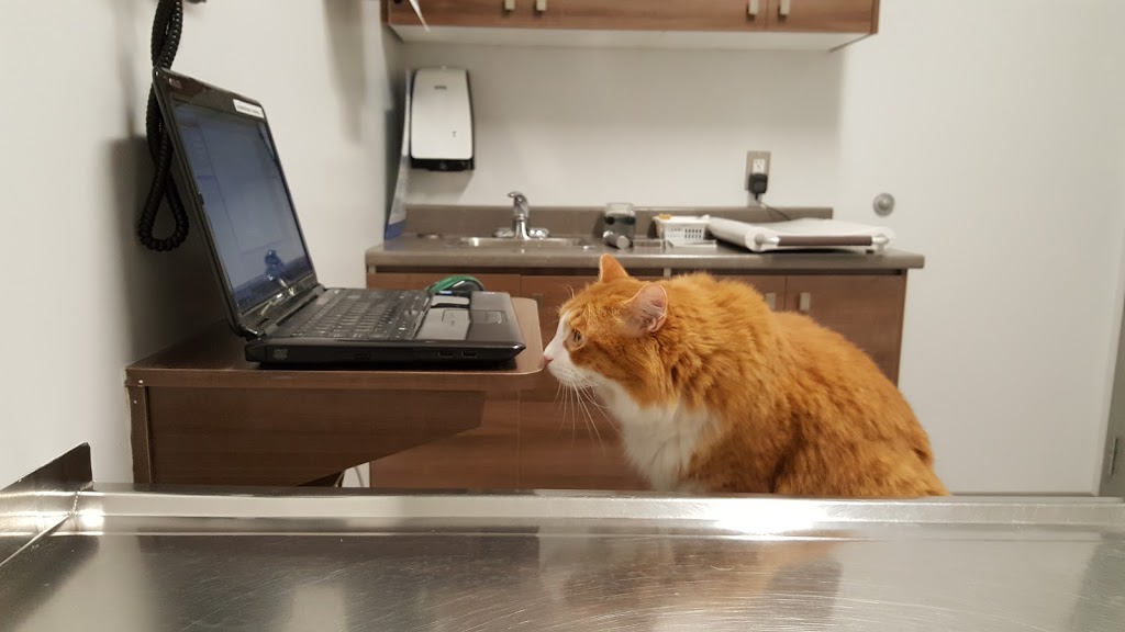 Veterinary Clinic Lévis-Lauzon | 6883 Boulevard Guillaume-Couture, Lévis, QC G6V 9H5, Canada | Phone: (418) 833-4917